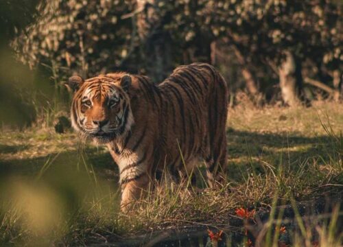 Bardia National Park
